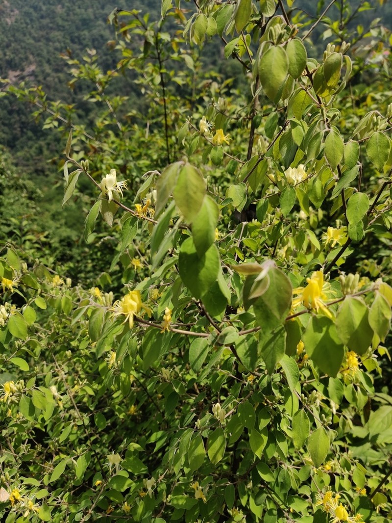 Lonicera quinquelocularis photo 5