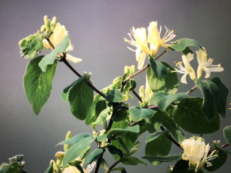 Lonicera quinquelocularis photo 6