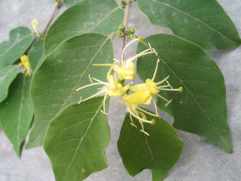 Lonicera quinquelocularis photo 7