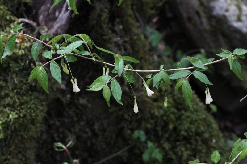 Lonicera ramosissima photo 2