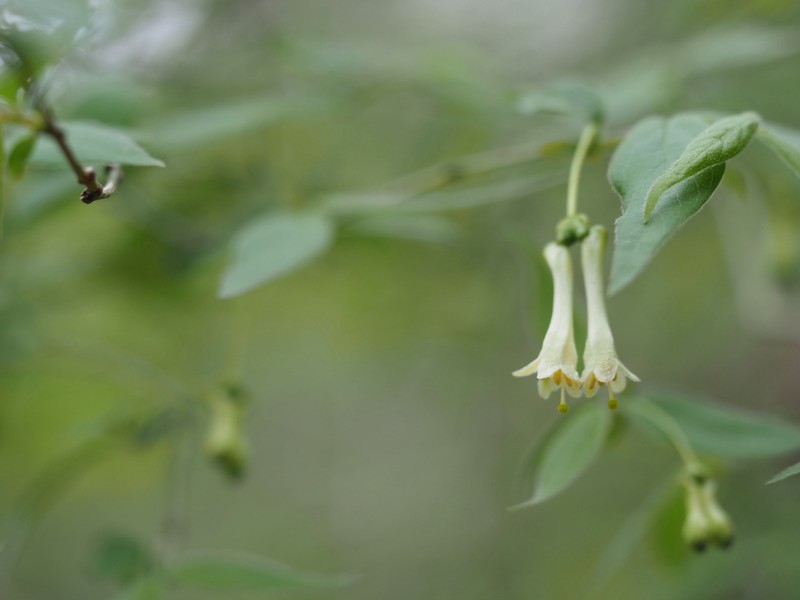 Lonicera ramosissima photo 3