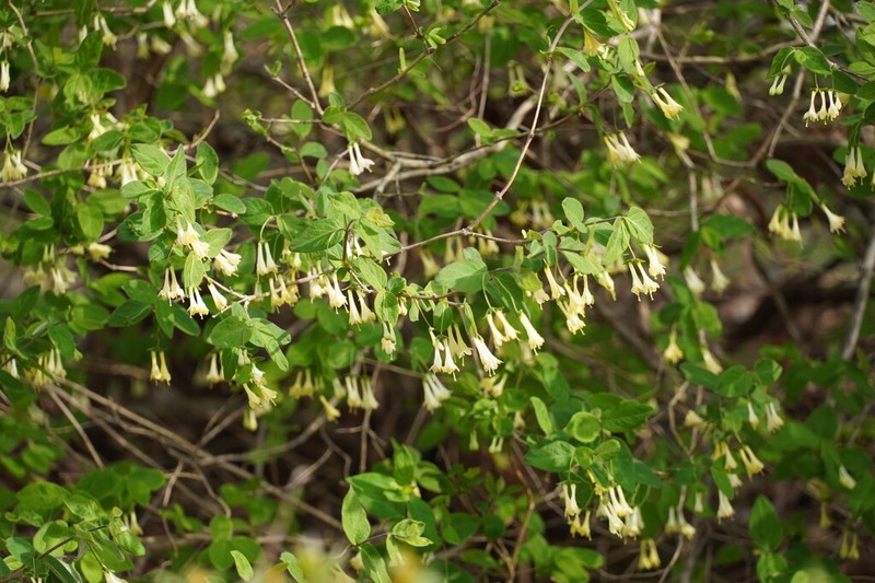 Lonicera ramosissima photo 4