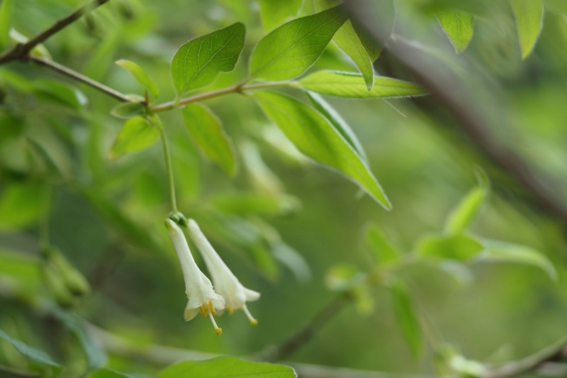 Lonicera ramosissima photo 5