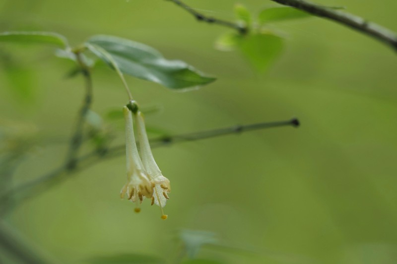 Lonicera ramosissima photo 6