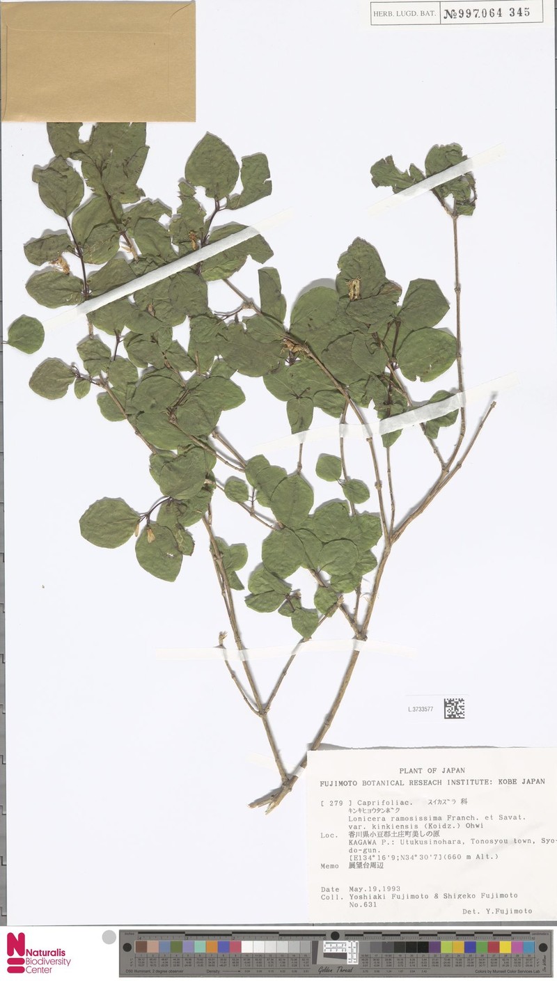 Lonicera ramosissima photo 7