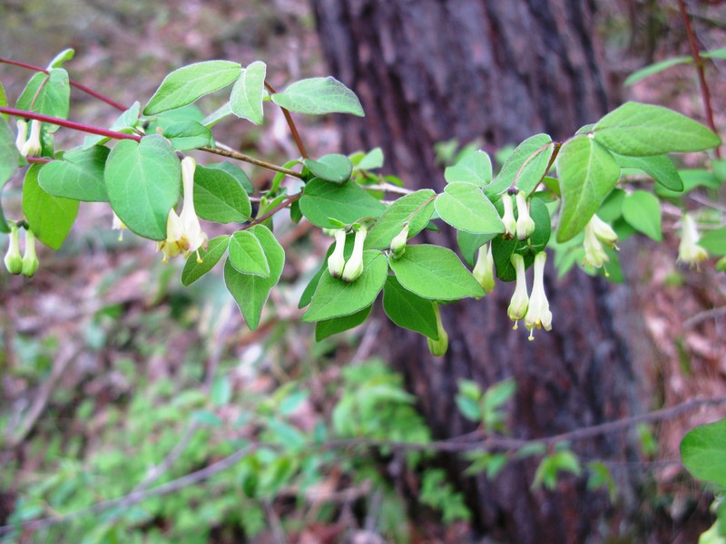 Lonicera ramosissima