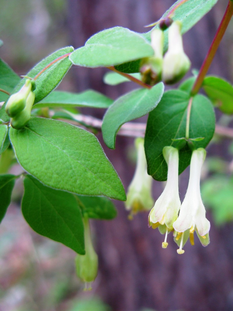 Lonicera ramosissima photo 8