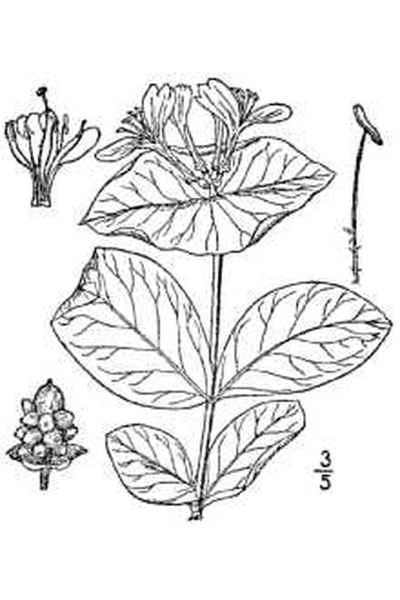 Grape Honeysuckle