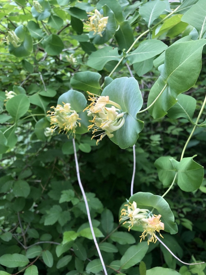 Grape Honeysuckle photo 4