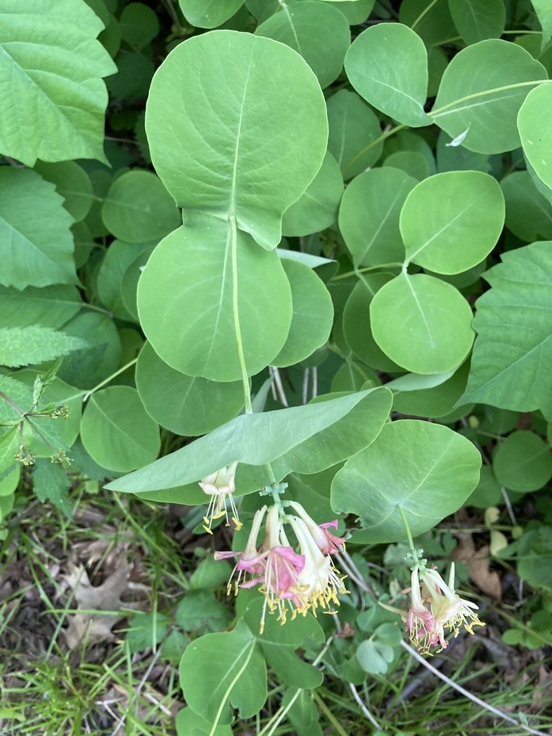 Grape Honeysuckle photo 6