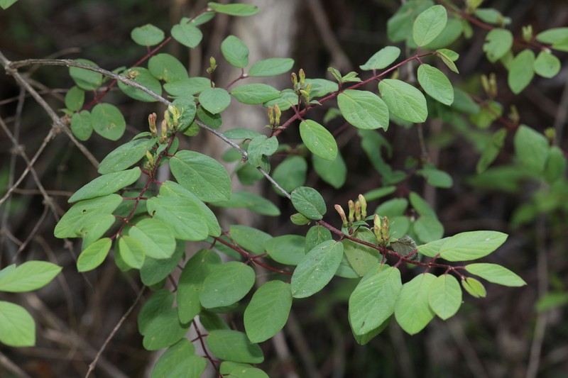 Lonicera retusa
