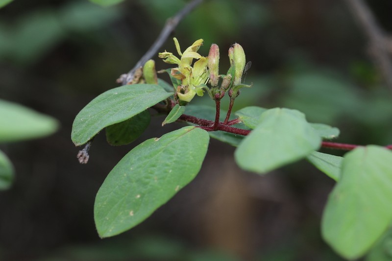 Lonicera retusa photo 2
