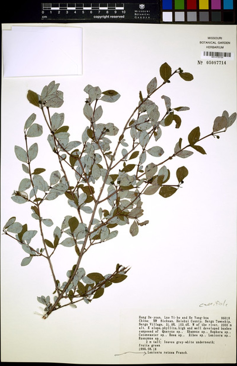 Lonicera retusa photo 3