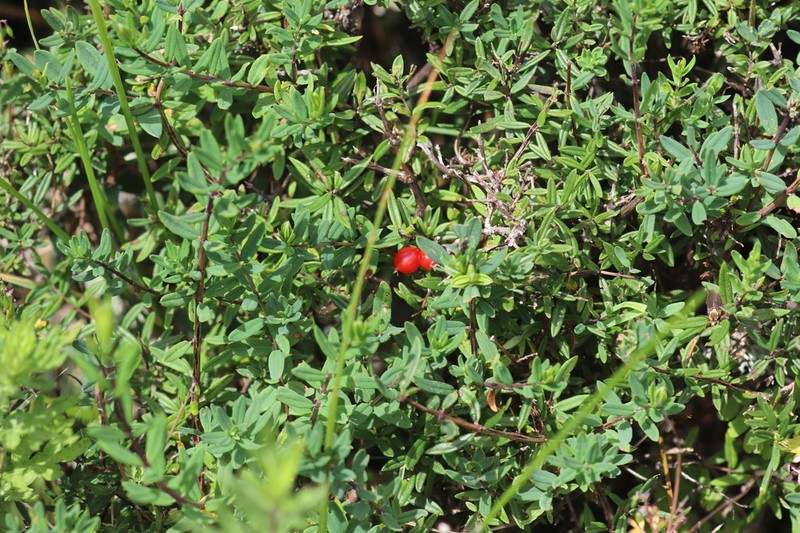 Lonicera rupicola