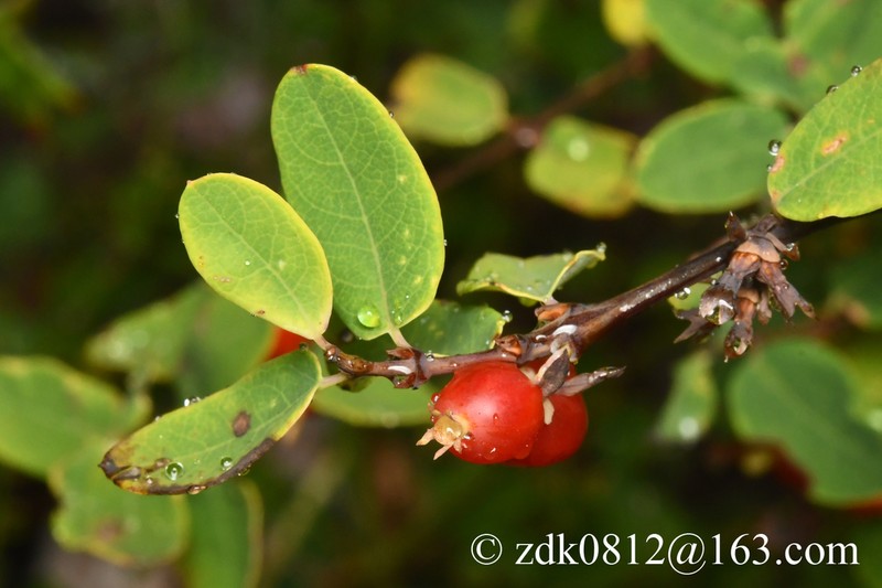 Lonicera rupicola photo 3