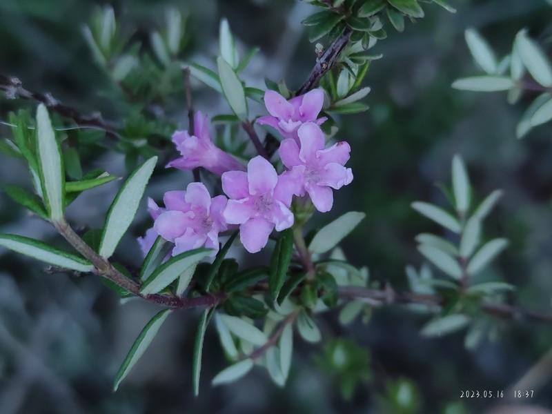 Lonicera rupicola photo 4
