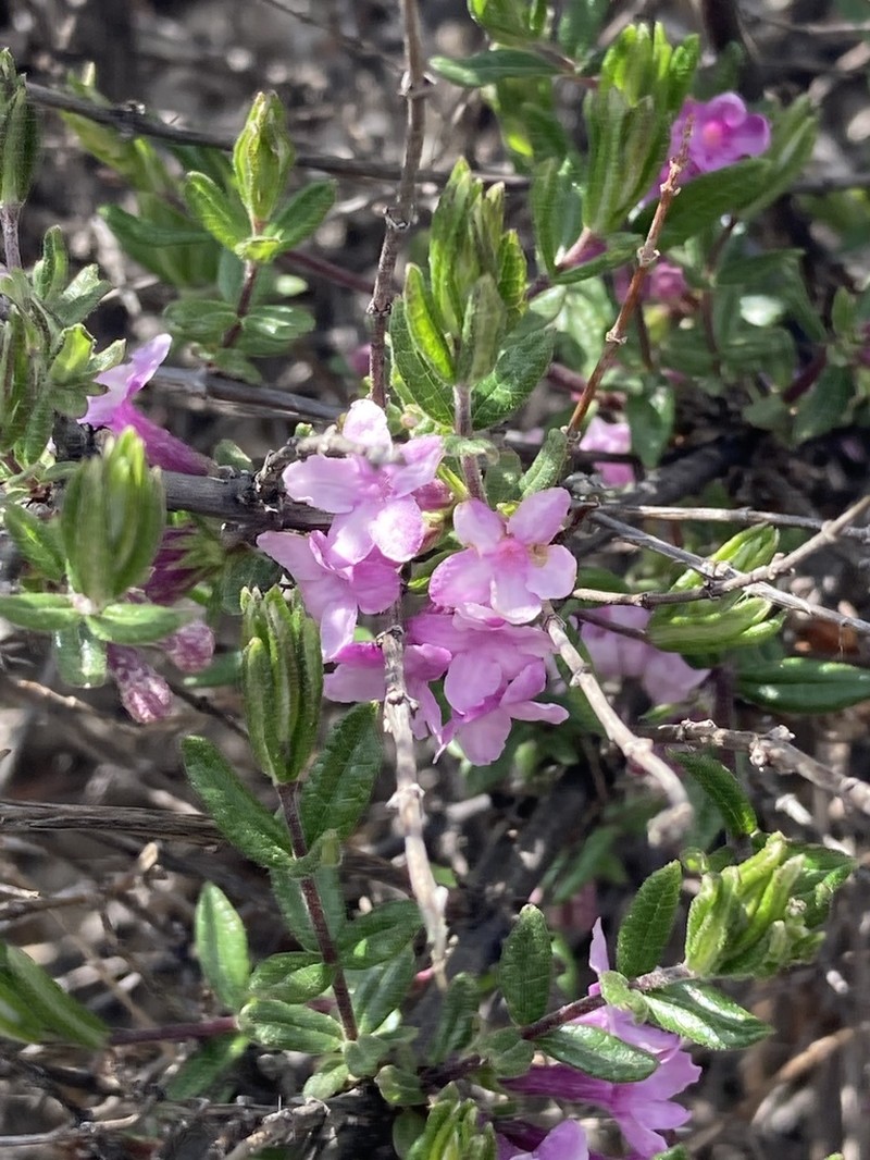 Lonicera rupicola photo 5