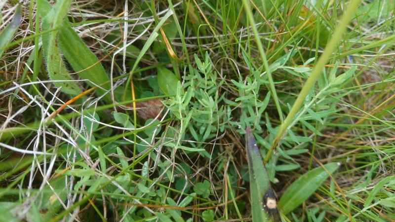 Lonicera rupicola photo 6