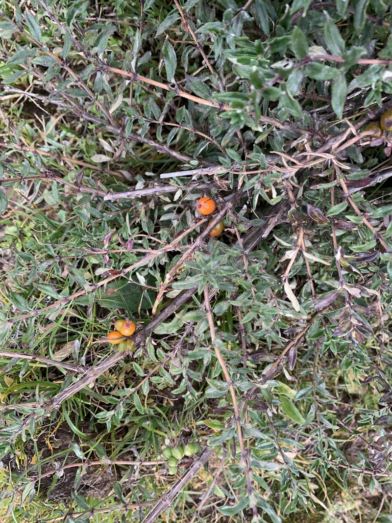 Lonicera rupicola photo 7