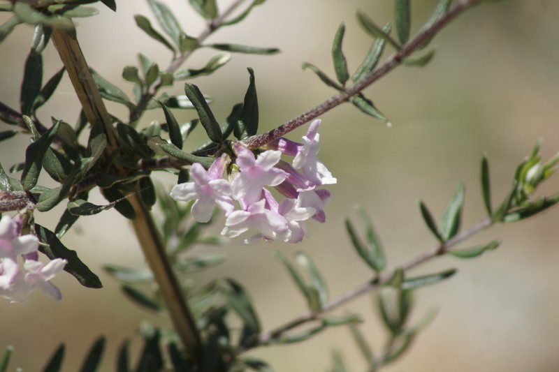 Lonicera rupicola var. rupicola