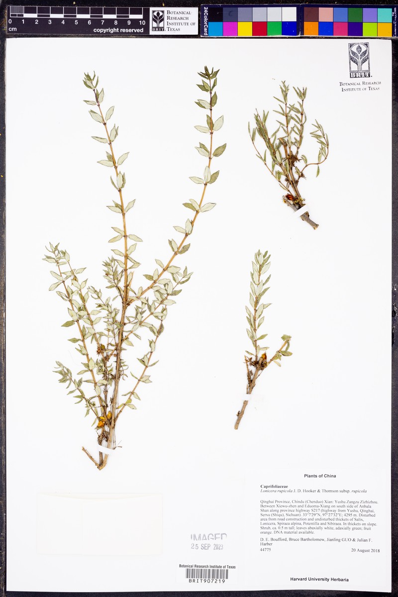 Lonicera rupicola var. rupicola photo 2