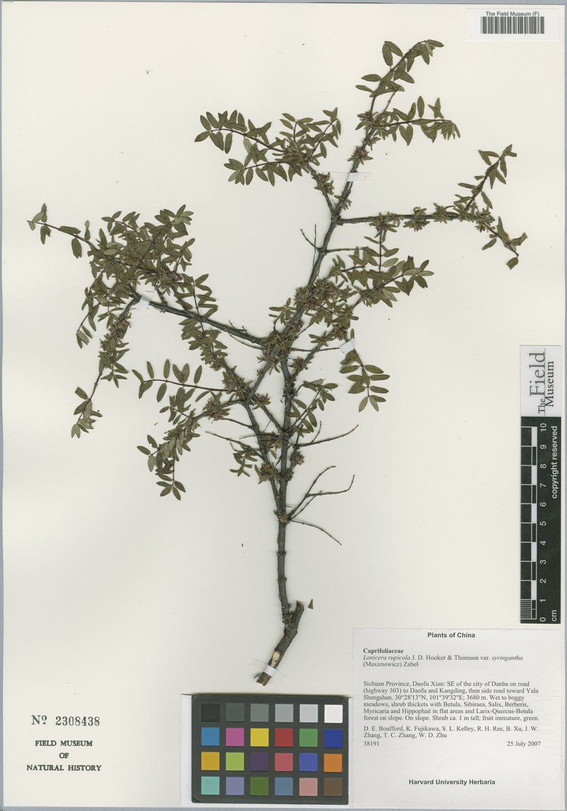 Lonicera rupicola var. syringantha