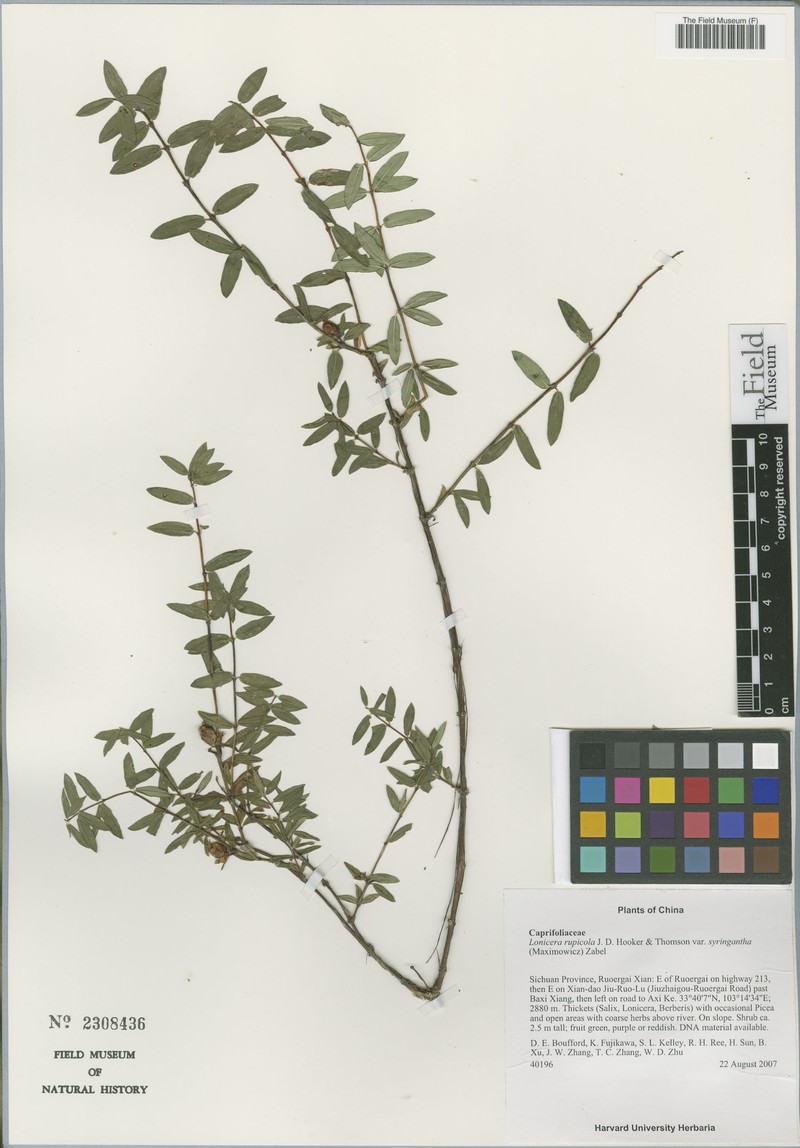 Lonicera rupicola var. syringantha photo 2