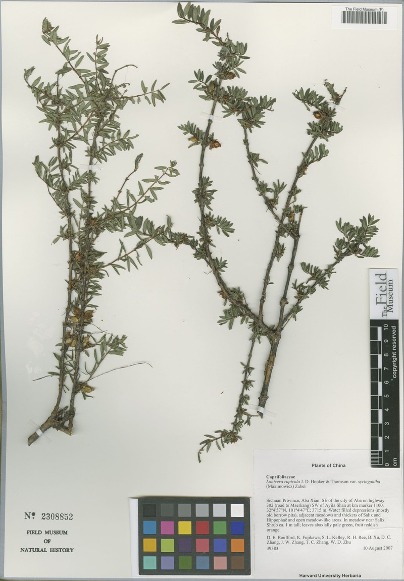 Lonicera rupicola var. syringantha photo 3