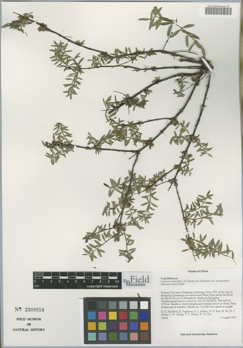 Lonicera rupicola var. syringantha photo 4