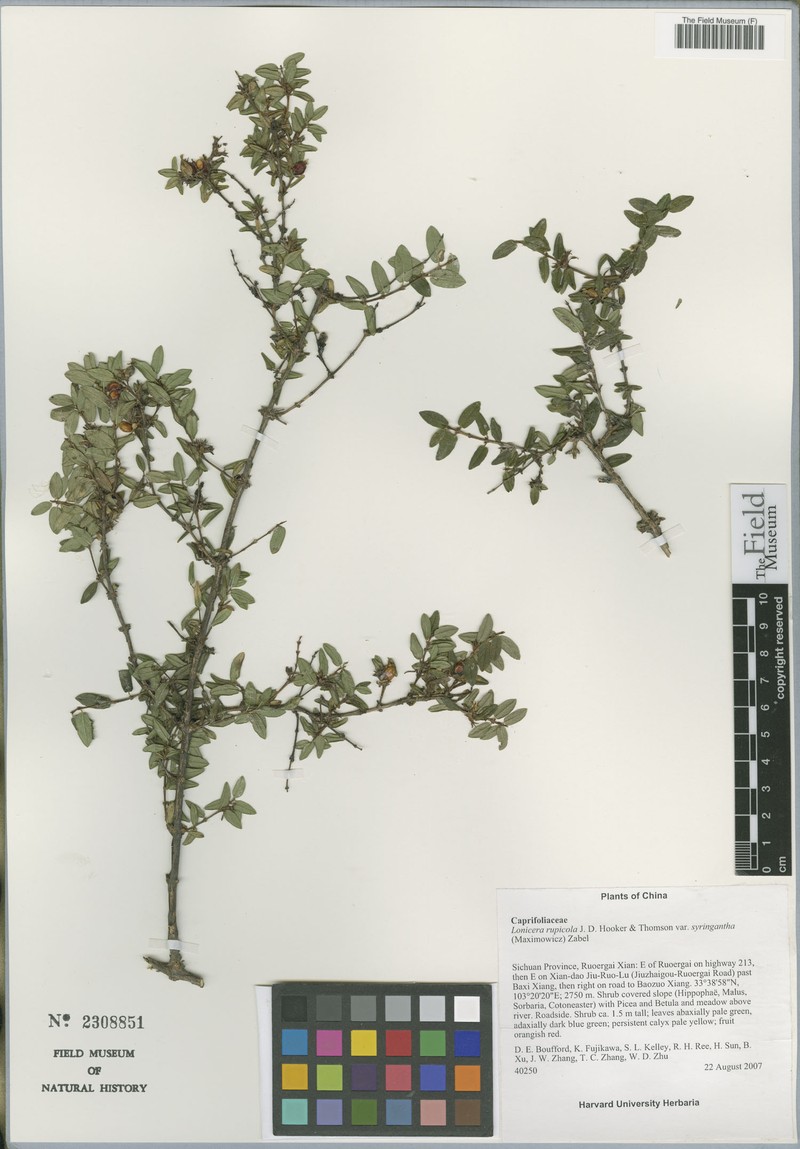 Lonicera rupicola var. syringantha photo 5