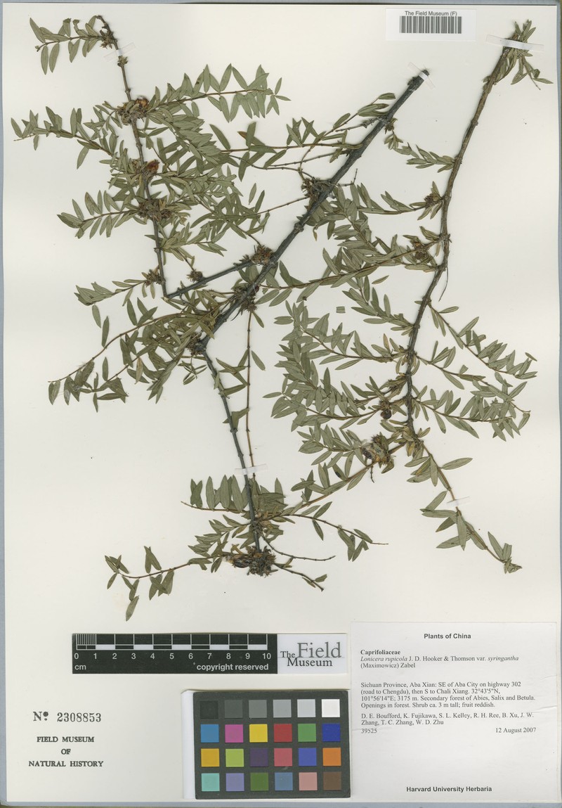 Lonicera rupicola var. syringantha photo 6