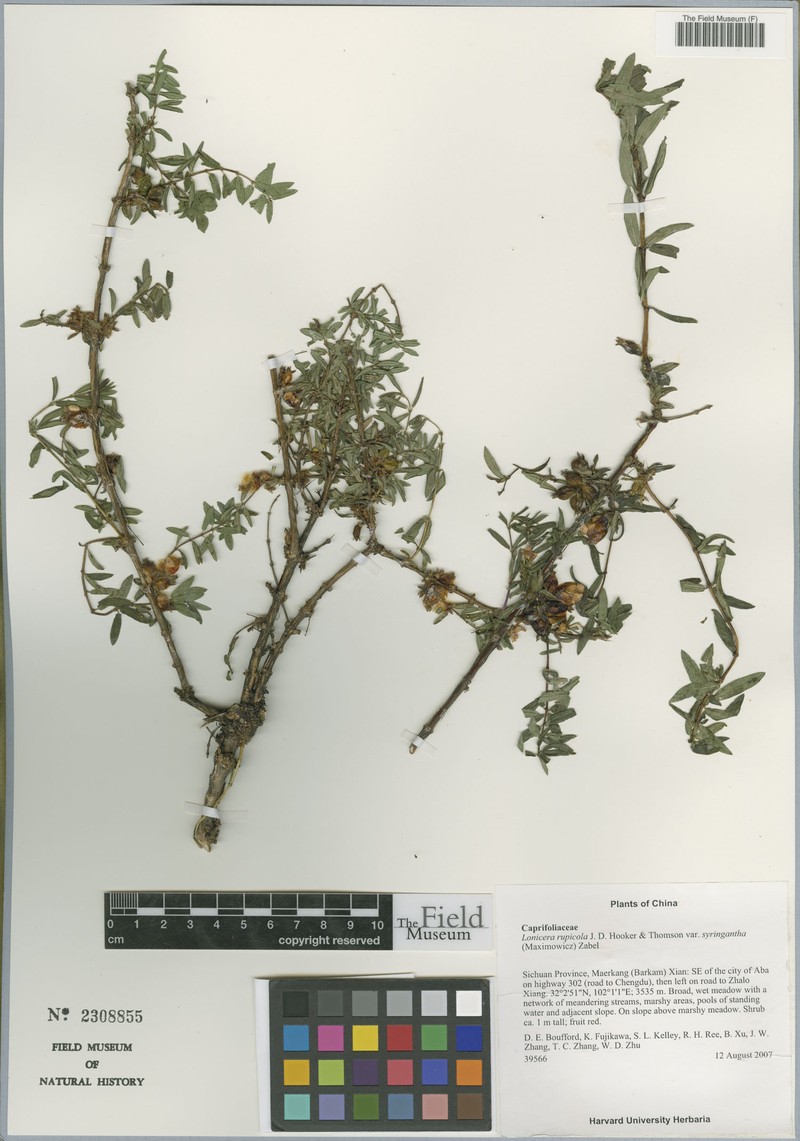 Lonicera rupicola var. syringantha photo 7