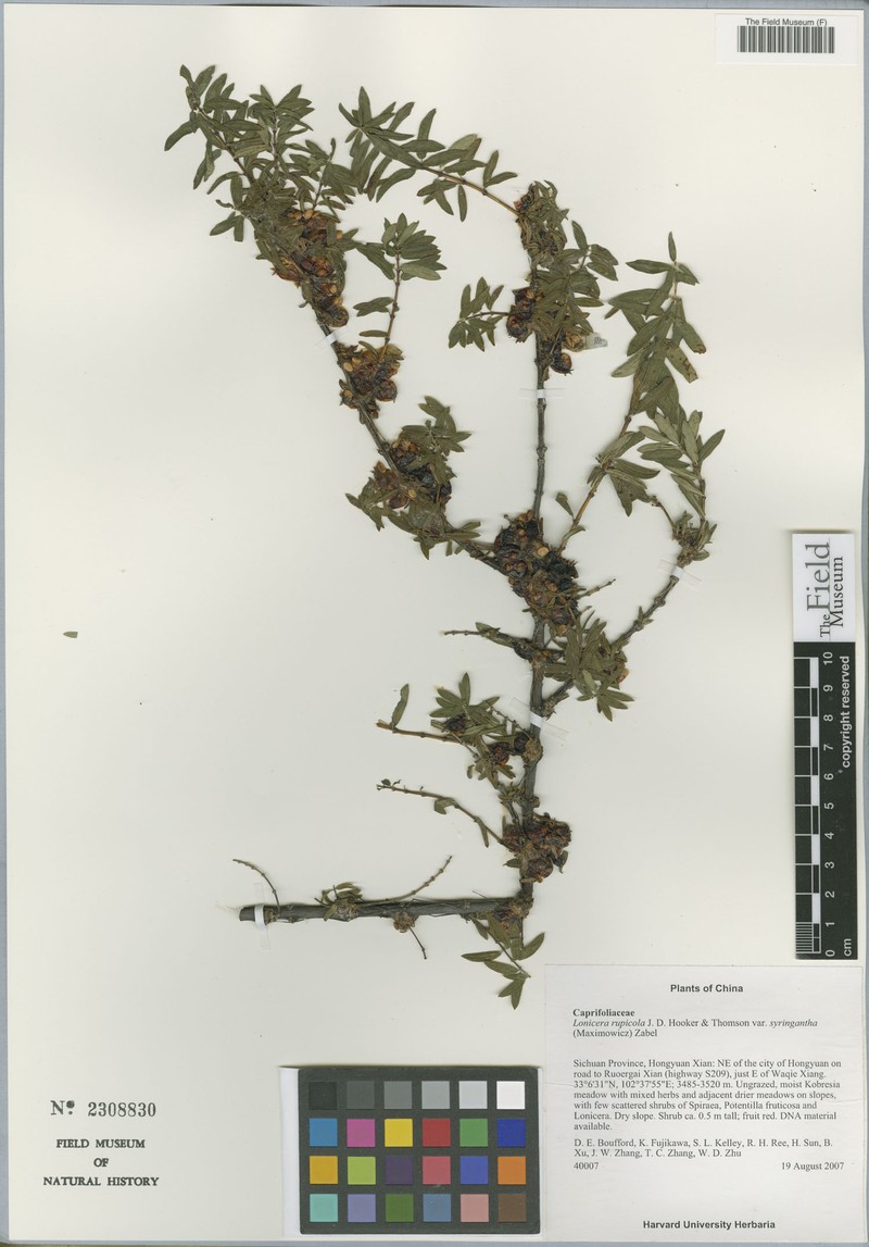 Lonicera rupicola var. syringantha photo 8