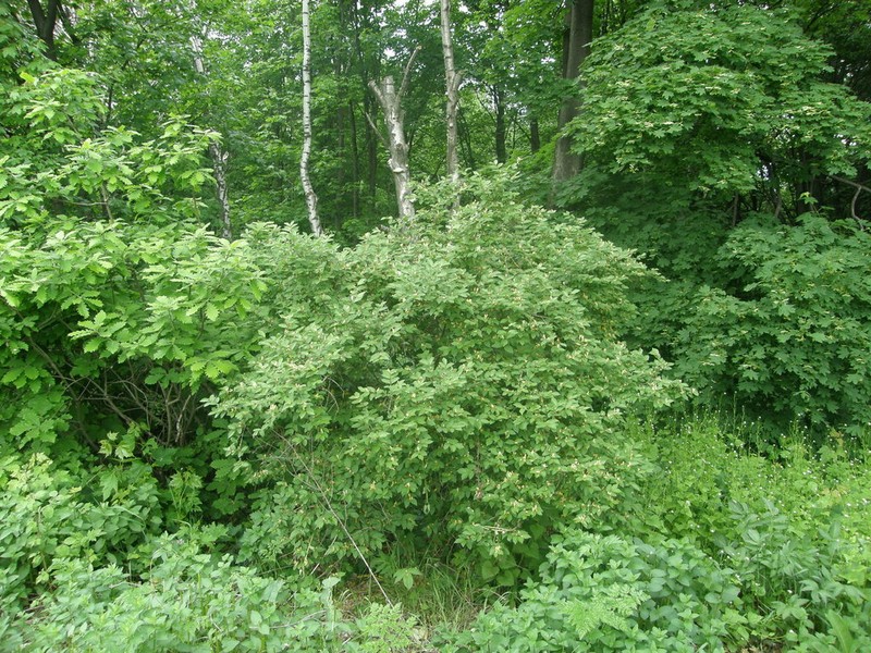 Manchurian Honeysuckle photo 2