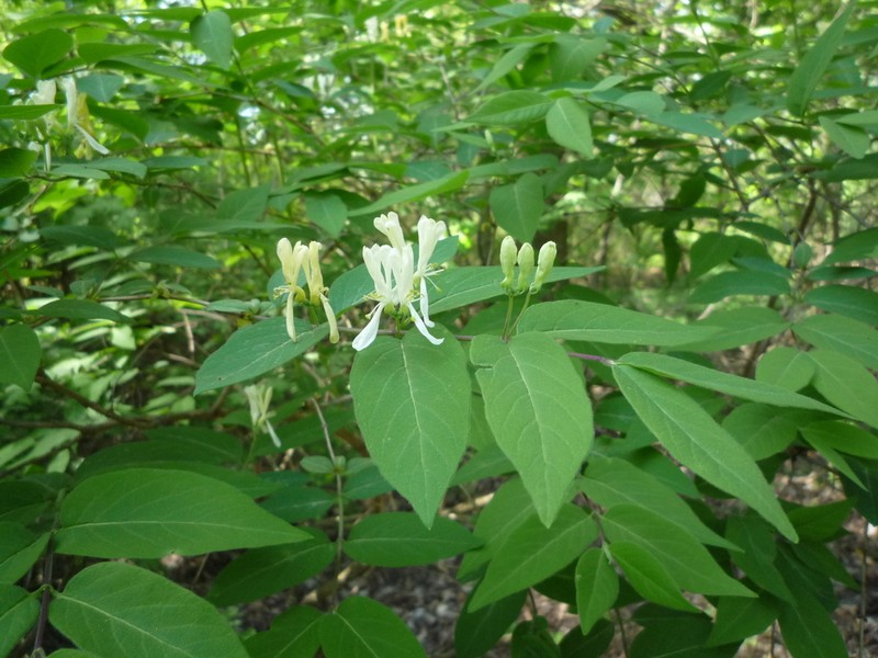 Manchurian Honeysuckle photo 3