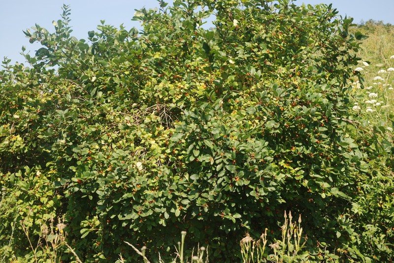Manchurian Honeysuckle photo 4