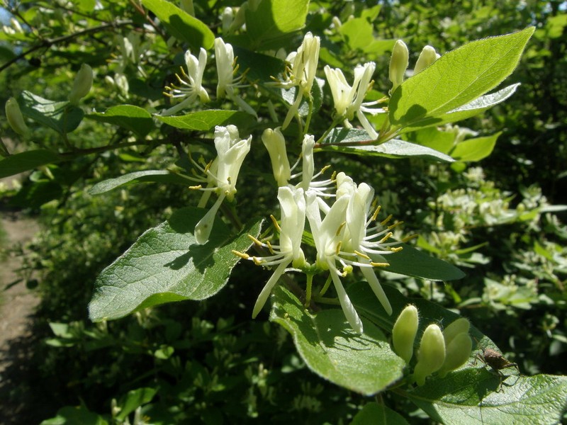 Manchurian Honeysuckle photo 5