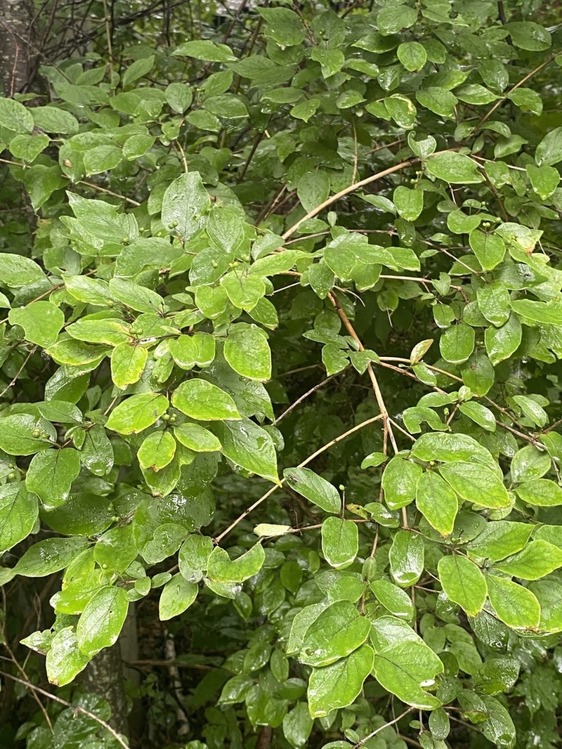 Manchurian Honeysuckle photo 6