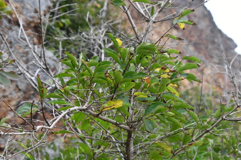 Manchurian Honeysuckle photo 7