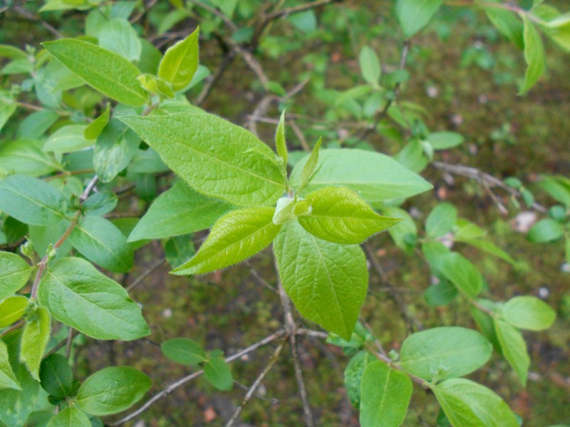 Manchurian Honeysuckle photo 2