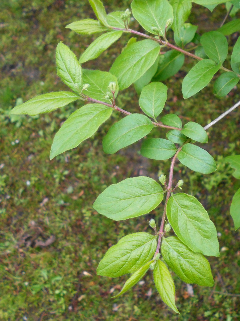 Manchurian Honeysuckle photo 3