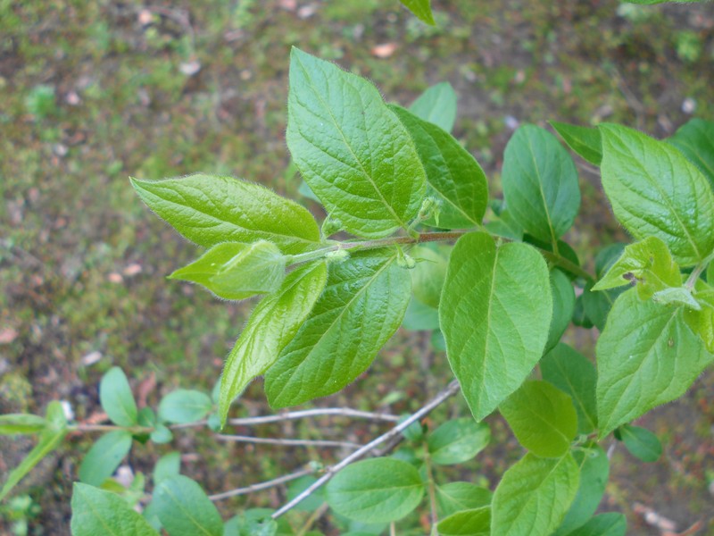 Manchurian Honeysuckle photo 4