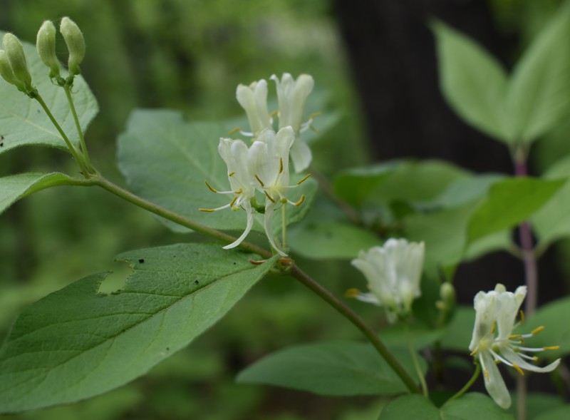 Manchurian Honeysuckle photo 5