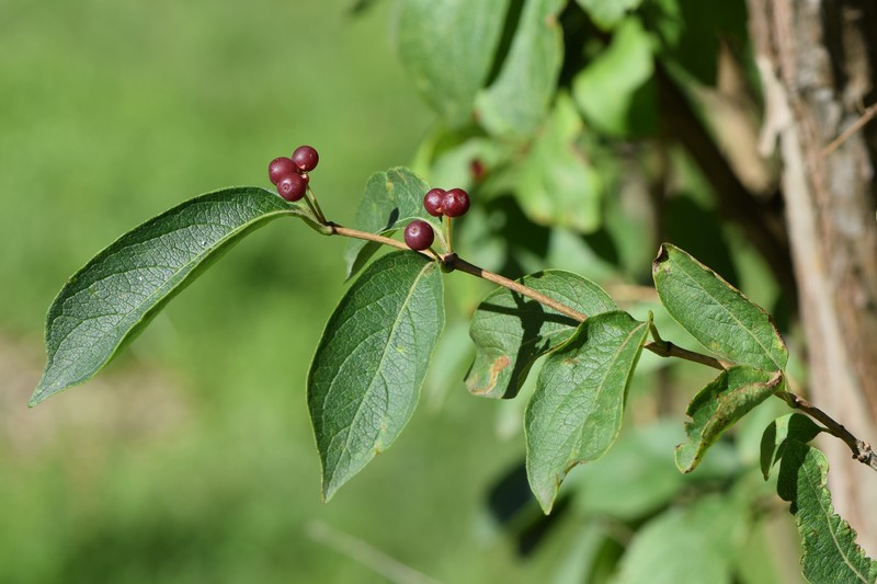 Manchurian Honeysuckle photo 6