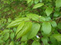 Manchurian Honeysuckle