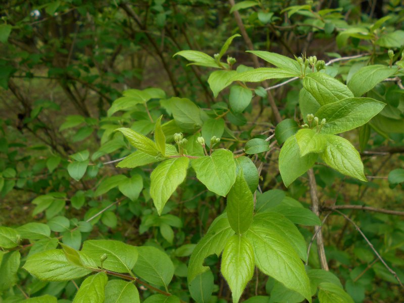 Manchurian Honeysuckle photo 7