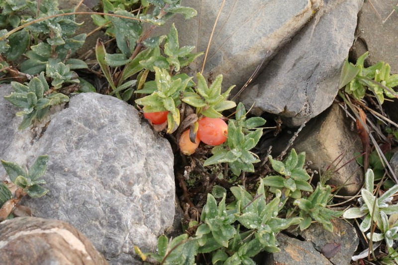 Lonicera semenovii