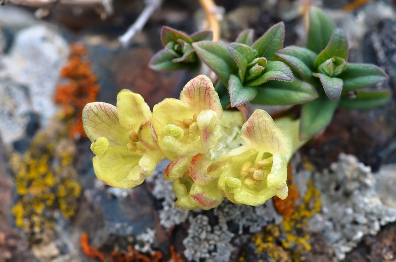 Lonicera semenovii photo 2