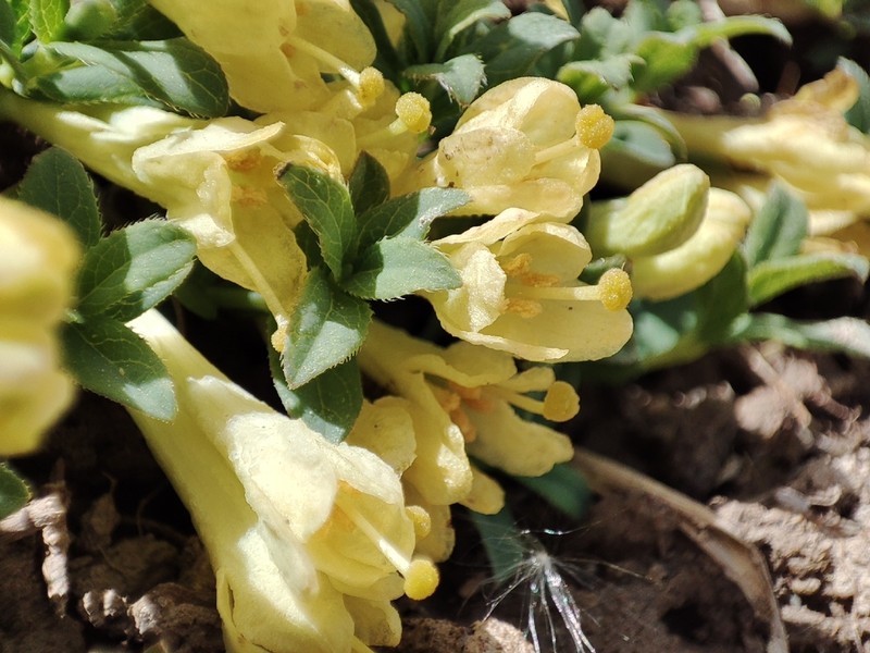 Lonicera semenovii photo 3