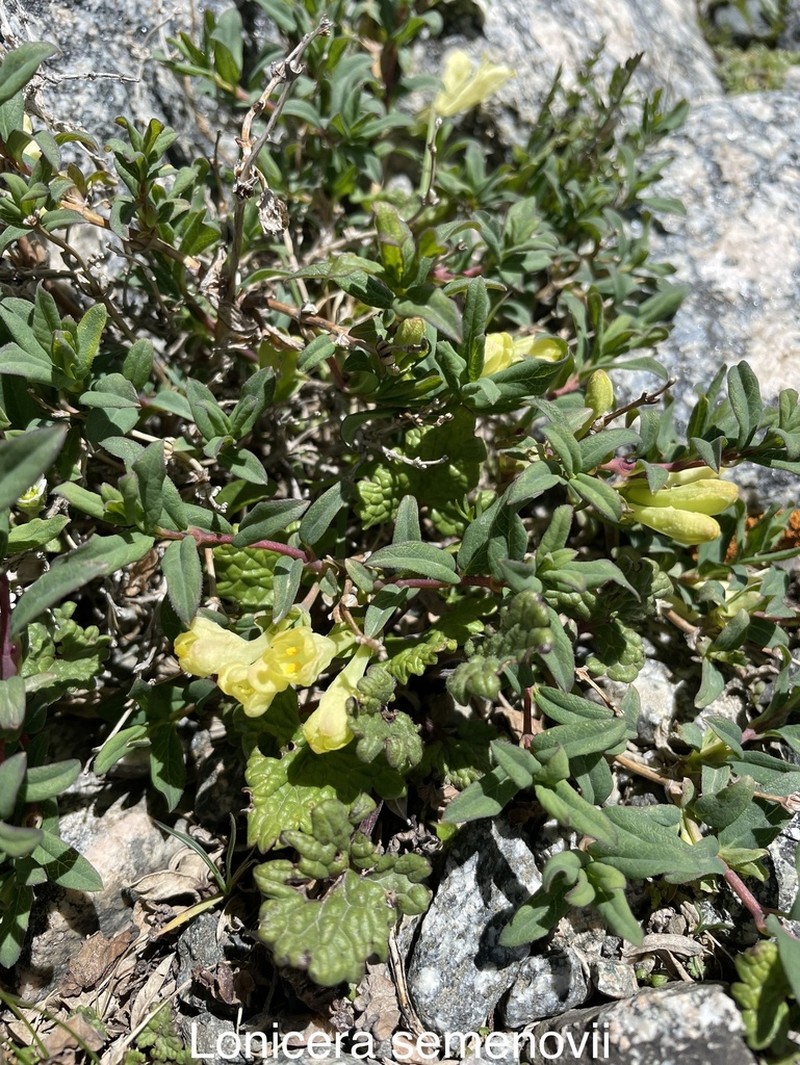 Lonicera semenovii photo 6